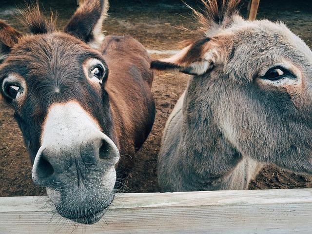 The Disappearing Donkey