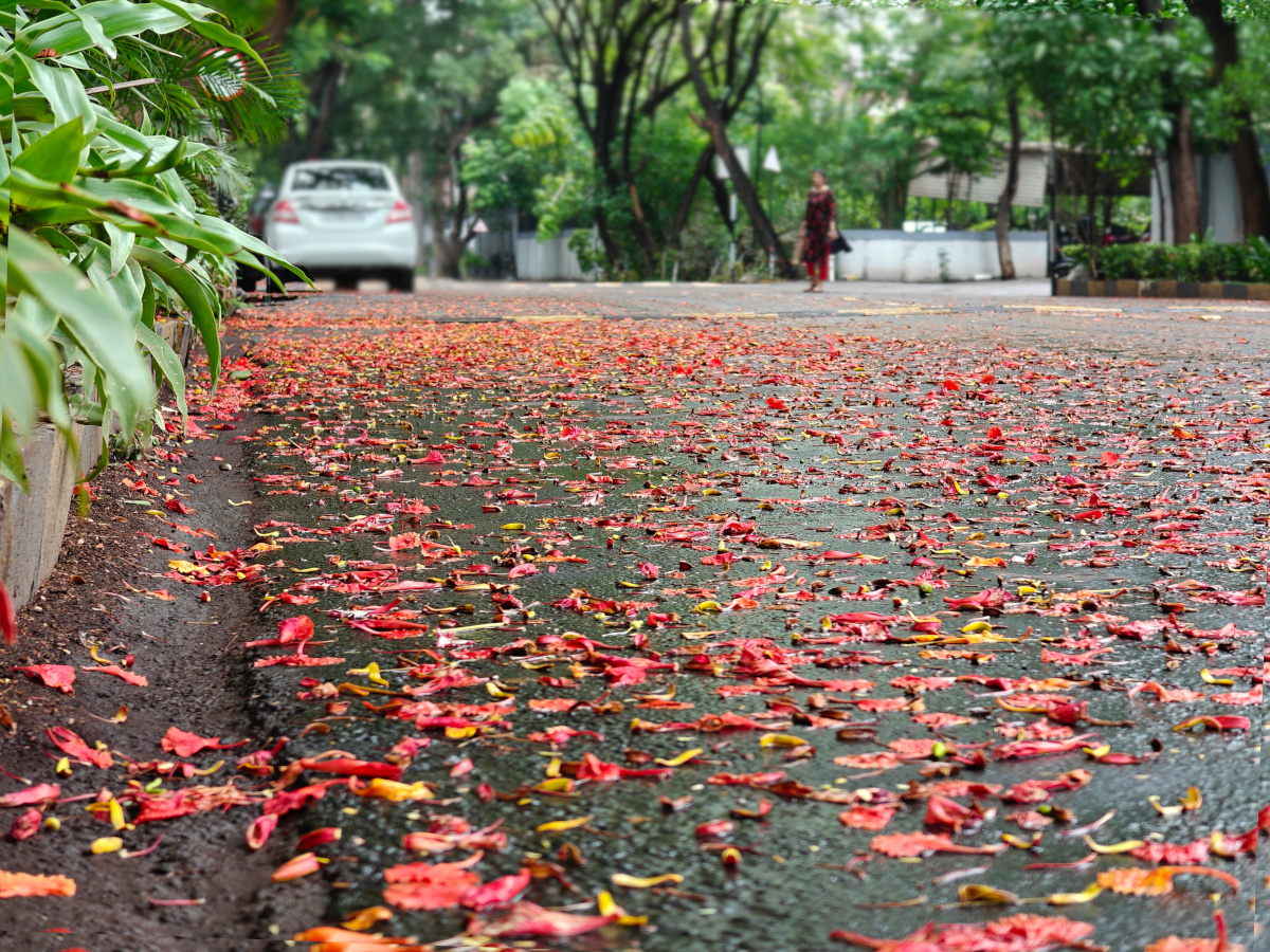 The sidewalk