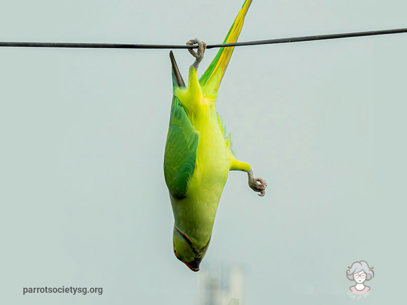 THE PARAKEET who wanted to be a bat and other stories